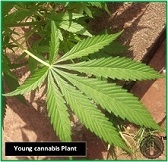 cannabis leaf