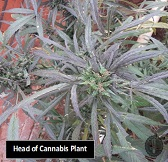 cannabis plant